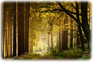 New Visions transformation group